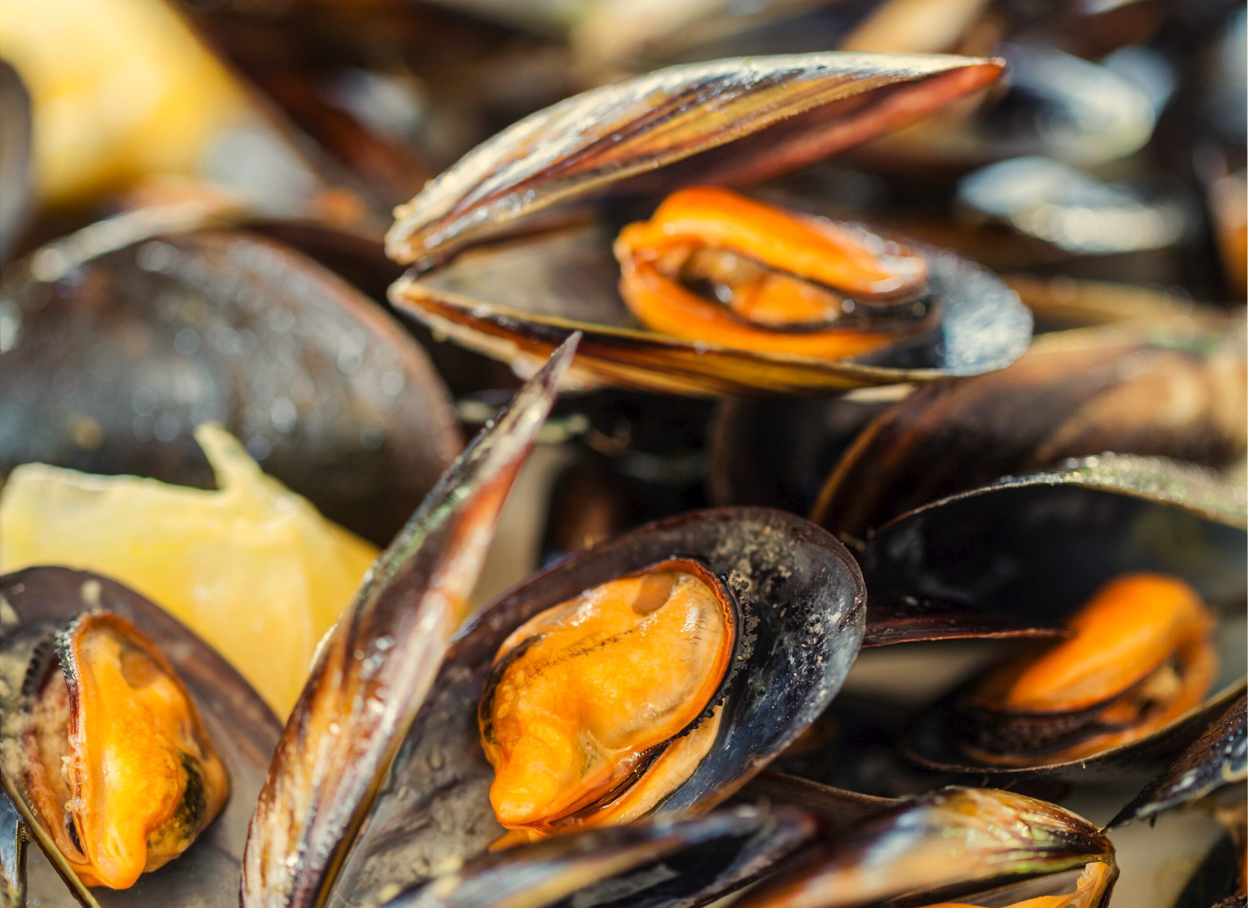 Mejillones frescos abiertos, alimento rico en proteínas, hierro y omega-3, ideal para una alimentación saludable y equilibrada.