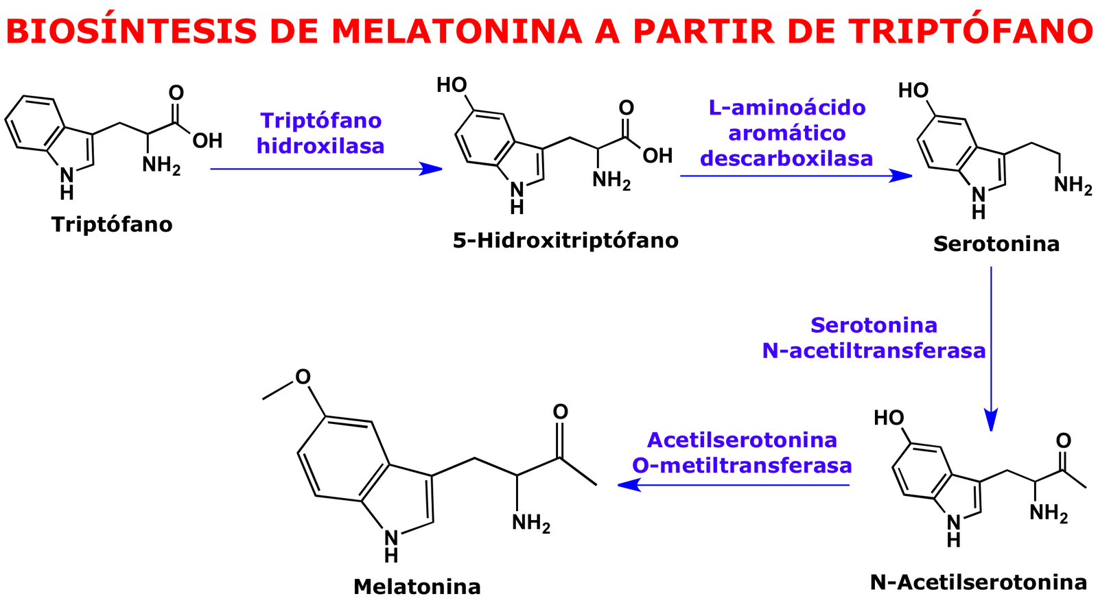Resultado de imagen de triptofano melatonina