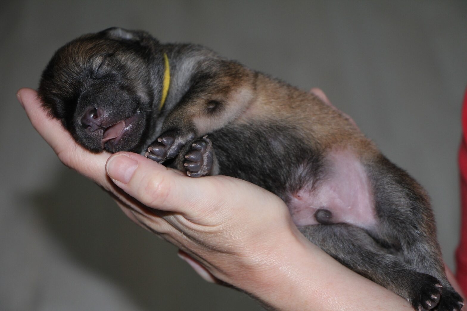 Cachorro recién nacido durmiendo en una mano, simbolizando cuidado, ternura y bienestar animal en sus primeros días de vida.