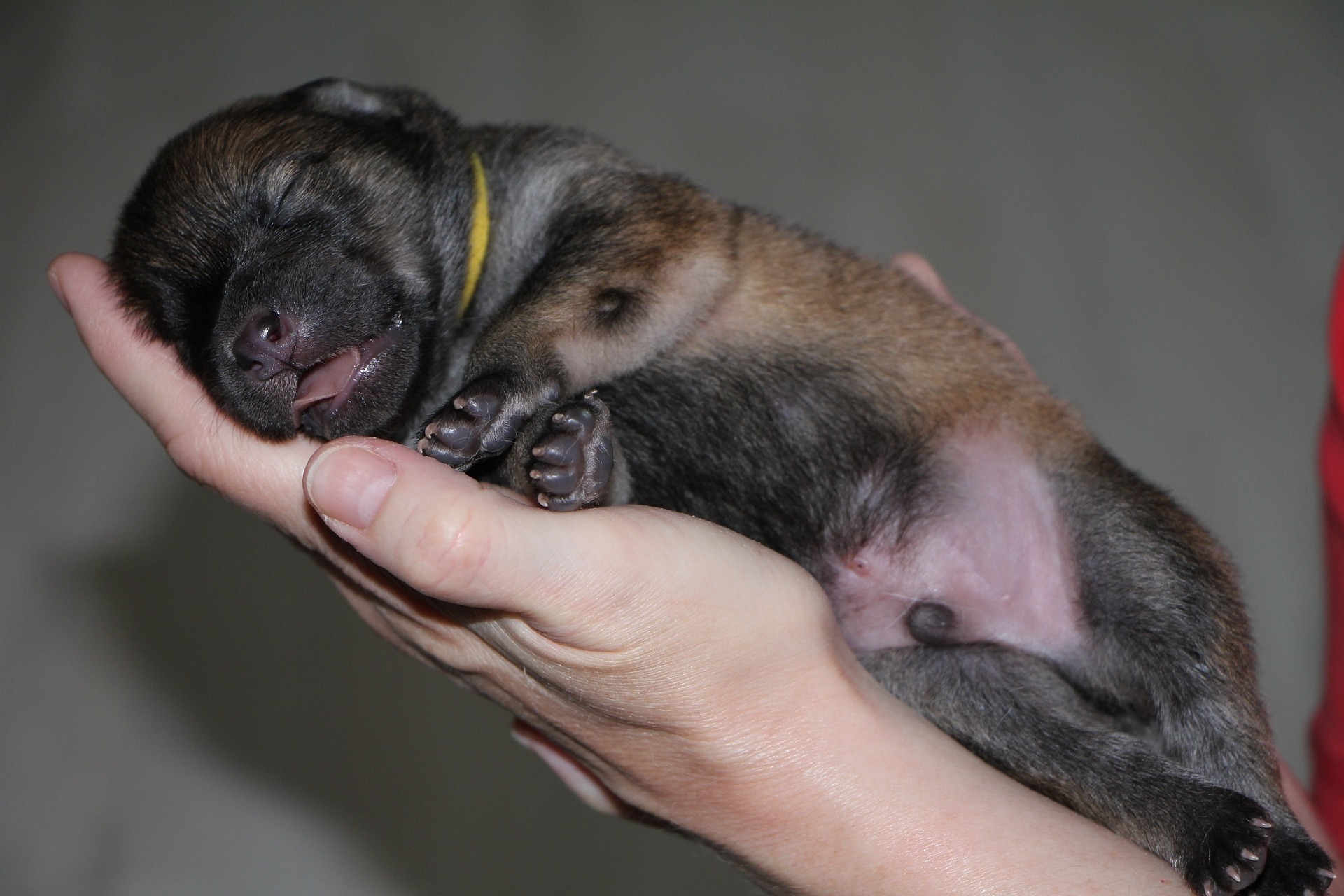 Cachorro recién nacido durmiendo en una mano, simbolizando cuidado, ternura y bienestar animal en sus primeros días de vida.