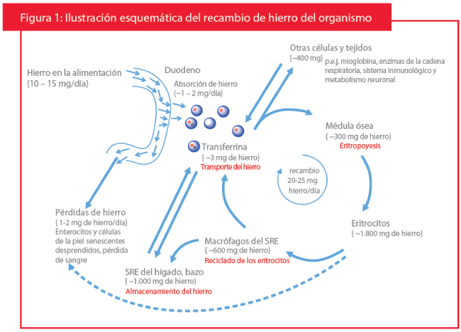Resultado de imagen para absorcion del hierro y transporte