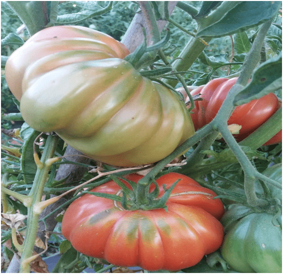 El tomate, por Mónica Cervantes, artículo sobre propiedades, beneficios y valor nutricional del tomate dentro de una alimentación saludable.